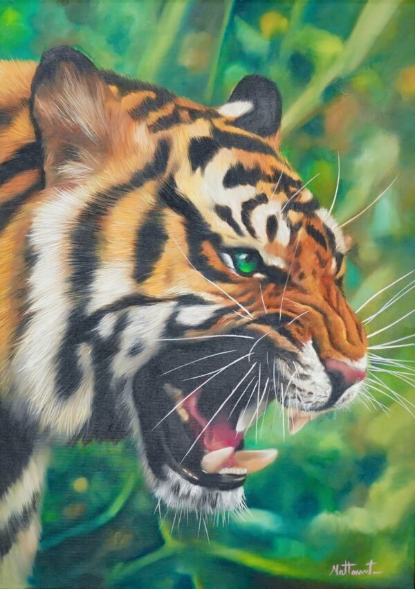 La Ira del Tigre – 50 x 70 cm Art Gallery Alpha House