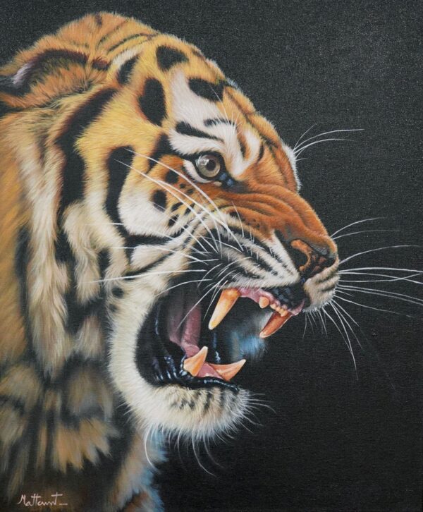 Tigre Furioso – 50 x 60 cm Art Gallery Alpha House